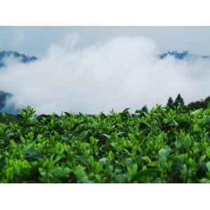 云南鎮(zhèn)康縣深耕茶葉產(chǎn)業(yè)，用RFID等技術(shù)打造“數(shù)字普洱”